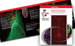UofL Anatomy brochure